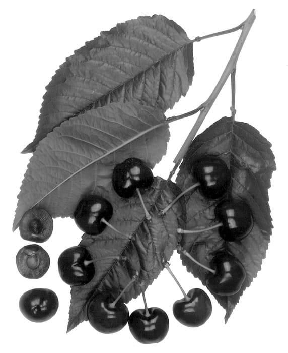 Figure 1 of US plant patent PP13131, the photograph of Royal Dawn printed in the patent.