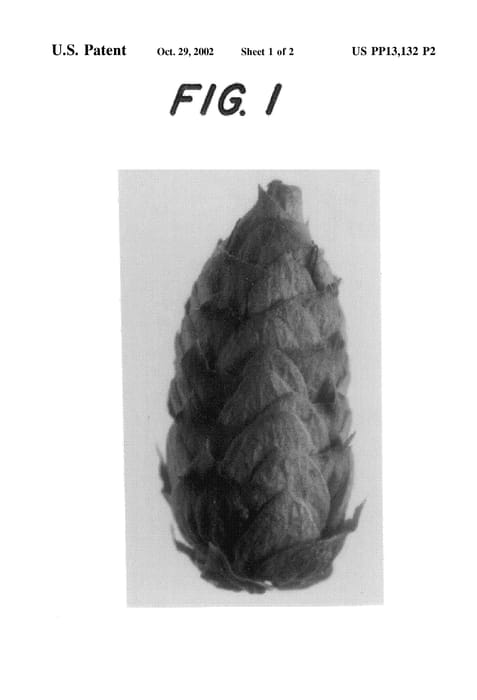 Figure 5 of US plant patent PP13132, the photograph of Millennium-44 printed in the patent.