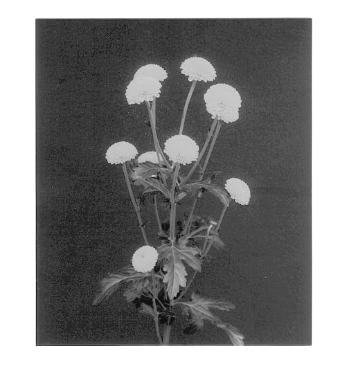 Figure 1 of US plant patent PP13133, the photograph of Focus printed in the patent.