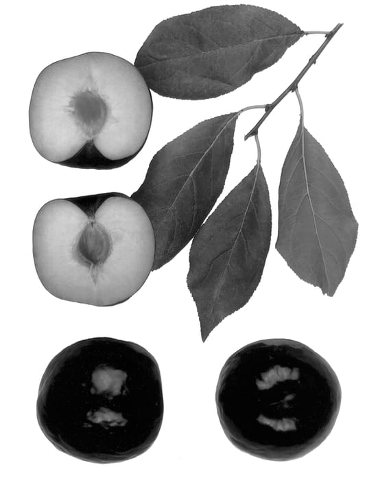 Figure 1 of US plant patent PP13134, the photograph of Black Kat printed in the patent.