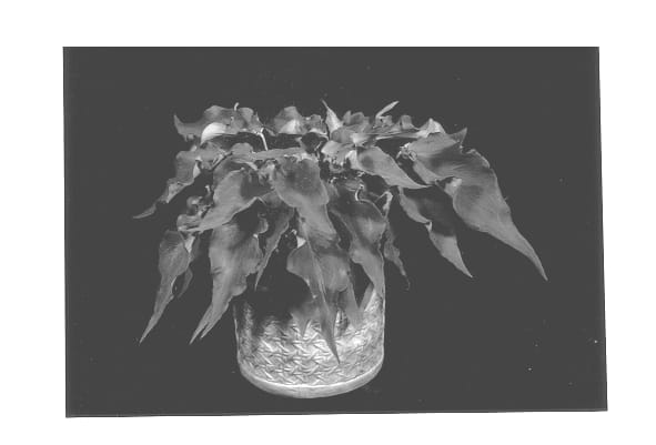 Figure 1 of US plant patent PP13135, the photograph of Florida Irish Lace printed in the patent.