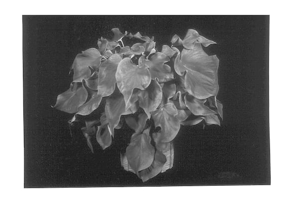 Figure 1 of US plant patent PP13136, the photograph of Florida Red Ruffles printed in the patent.