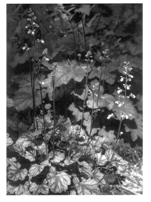 Figure 1 of US plant patent PP13137, the photograph of Jade Gloss printed in the patent.
