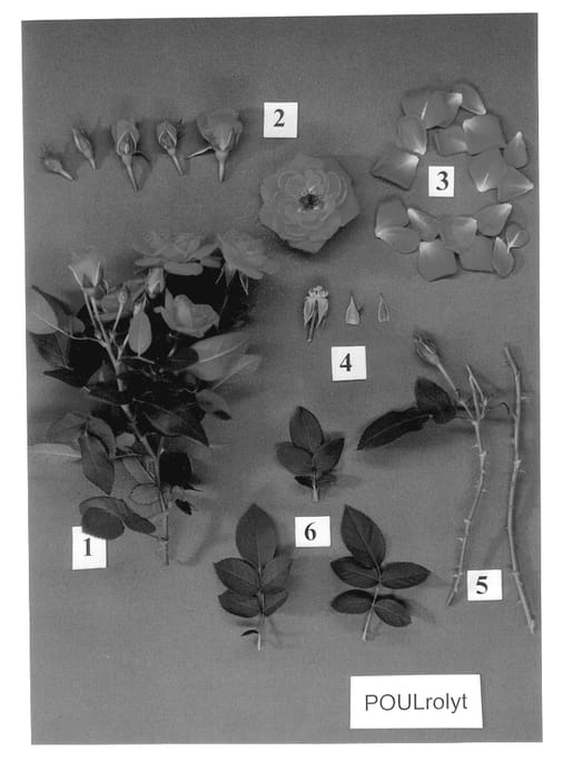 Figure 1 of US plant patent PP13138, the photograph of POULrolyt printed in the patent.
