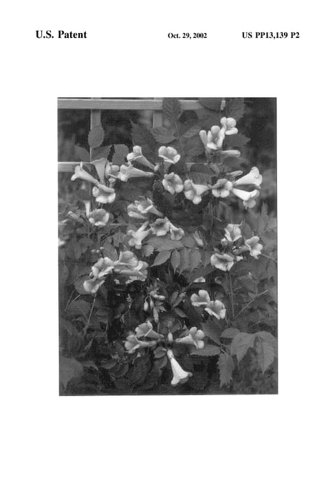 Figure 3 of US plant patent PP13139, the photograph of Kudian printed in the patent.