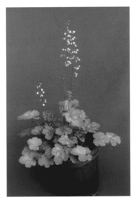Figure 1 of US plant patent PP13140, the photograph of Rose Mirrors printed in the patent.