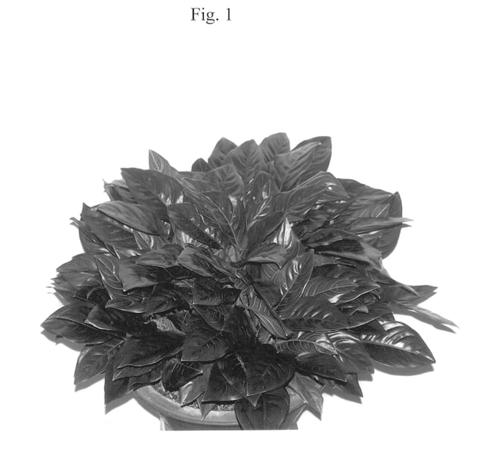Figure 1 of US plant patent PP13141, the photograph of Siam Majesty printed in the patent.
