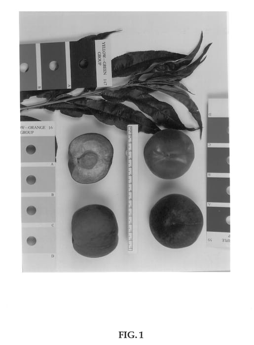 Figure 1 of US plant patent PP13142, the photograph of Supechthirteen printed in the patent.