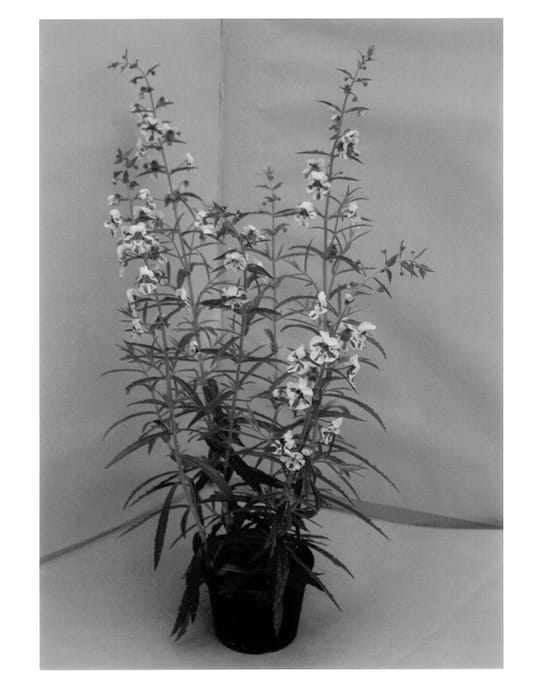Figure 1 of US plant patent PP13143, the photograph of Anstern printed in the patent.