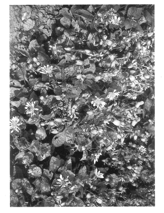 Figure 1 of US plant patent PP13144, the photograph of HGD-92-1 printed in the patent.