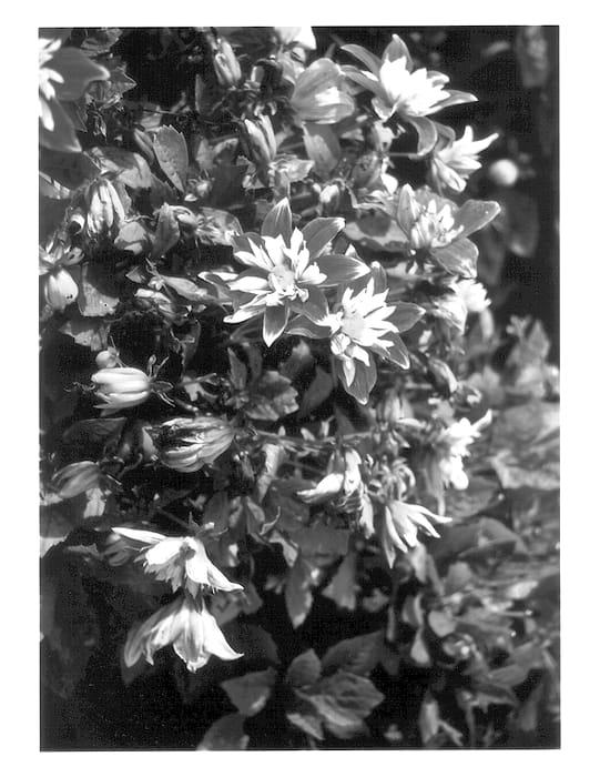 Figure 1 of US plant patent PP13145, the photograph of HGD-92-8 printed in the patent.