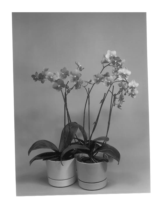 Figure 1 of US plant patent PP13146, the photograph of Pine Ridge #3 printed in the patent.