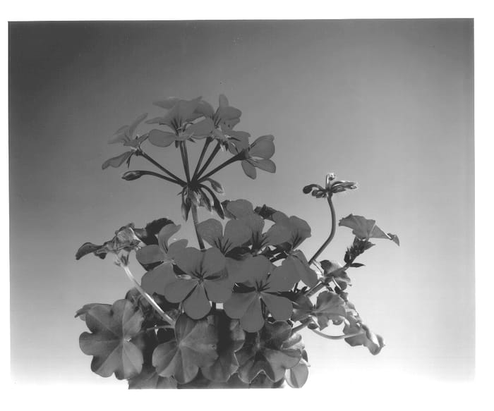 Figure 1 of US plant patent PP13147, the photograph of Fisblifire printed in the patent.