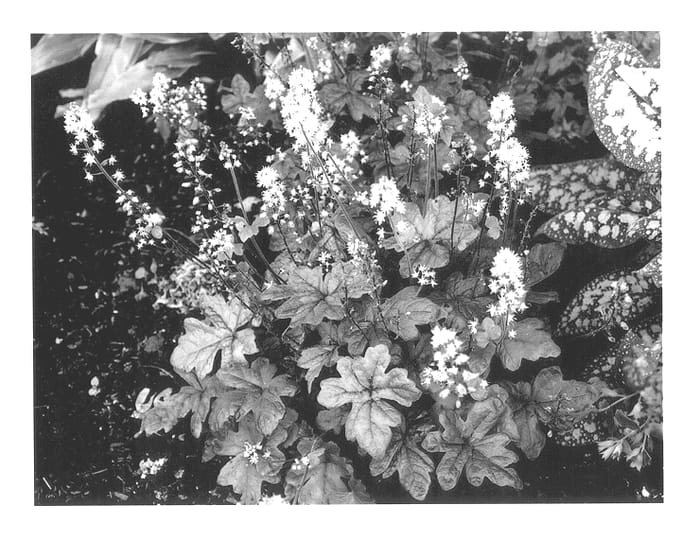 Figure 1 of US plant patent PP13148, the photograph of Starfish printed in the patent.