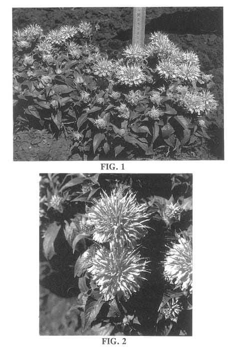 Figure 1 of US plant patent PP13149, the photograph of Petite Wonder printed in the patent.