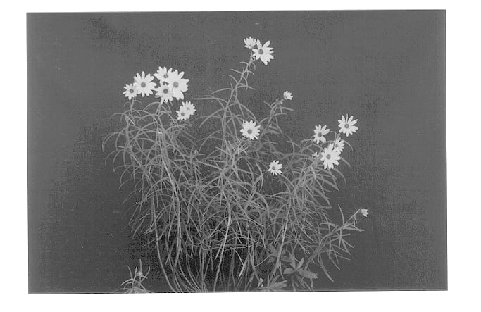 Figure 1 of US plant patent PP13150, the photograph of First Light printed in the patent.