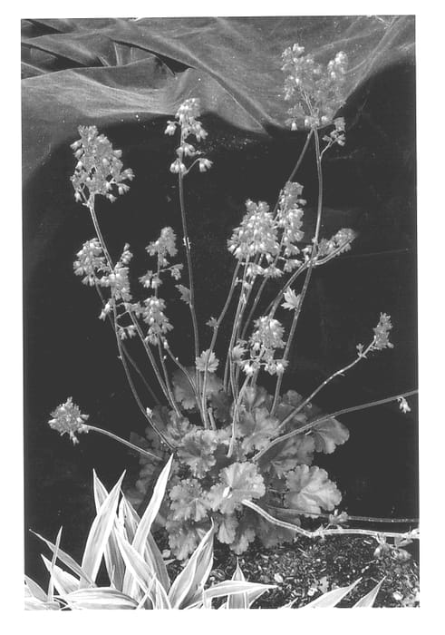 Figure 1 of US plant patent PP13151, the photograph of Florist's Choice printed in the patent.