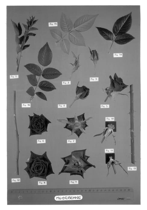Figure 1 of US plant patent PP13152, the photograph of Meidebenne printed in the patent.
