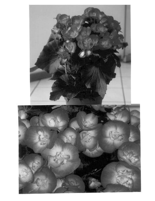Figure 1 of US plant patent PP13153, the photograph of Monella printed in the patent.