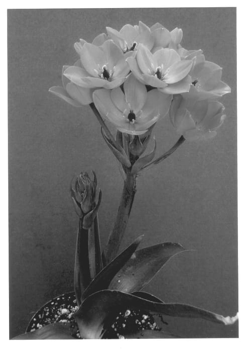 Figure 1 of US plant patent PP13154, the photograph of Chesapeake Sunset printed in the patent.