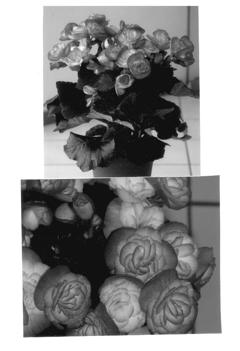 Figure 1 of US plant patent PP13155, the photograph of Leonie printed in the patent.