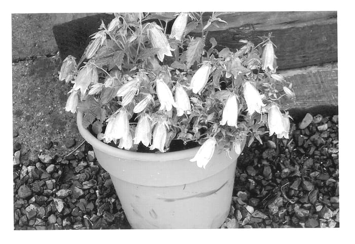 Figure 1 of US plant patent PP13156, the photograph of Pink Chimes printed in the patent.