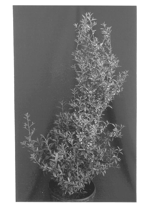 Figure 1 of US plant patent PP13157, the photograph of Foster's Purple Gem printed in the patent.