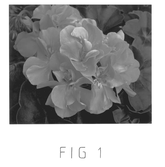 Figure 1 of US plant patent PP13158, the photograph of Free Salmon printed in the patent.