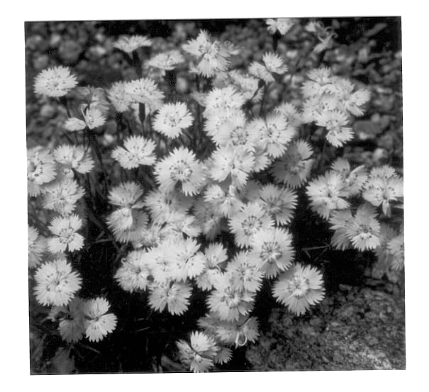 Figure 1 of US plant patent PP13159, the photograph of Bewitched printed in the patent.