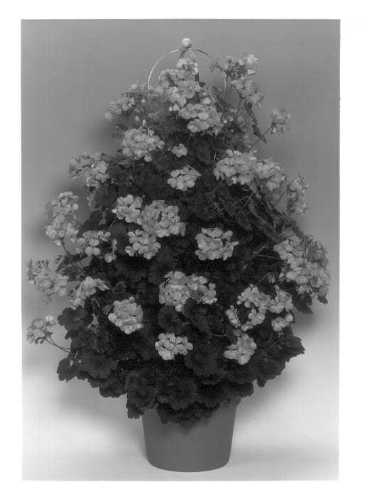 Figure 1 of US plant patent PP13160, the photograph of Tikpink printed in the patent.