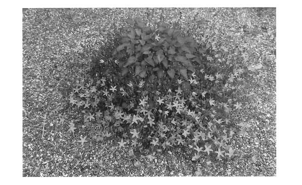 Figure 1 of US plant patent PP13161, the photograph of Camgood printed in the patent.