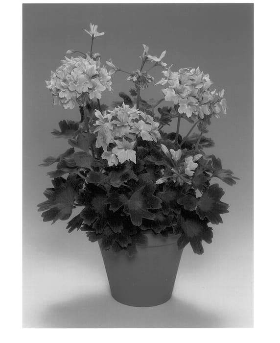 Figure 1 of US plant patent PP13162, the photograph of Fiwosal printed in the patent.