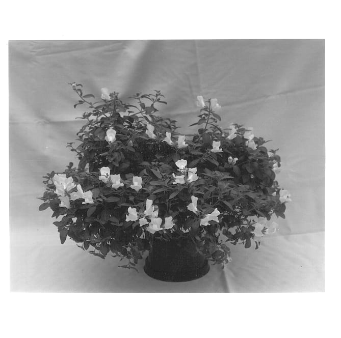 Figure 1 of US plant patent PP13163, the photograph of Balumyell printed in the patent.