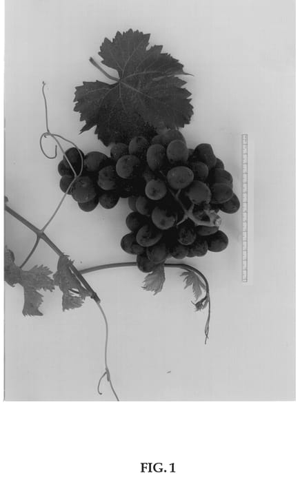 Figure 1 of US plant patent PP13164, the photograph of Sugratwentythree printed in the patent.