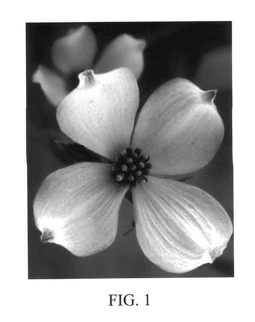 Figure 1 of US plant patent PP13165, the photograph of Karen's Appalachian Blush printed in the patent.