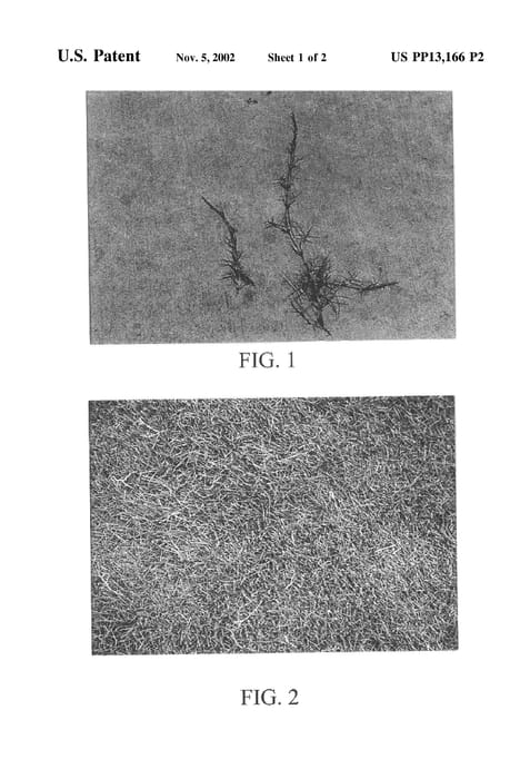 Figure 4 of US plant patent PP13166, the photograph of Zeon printed in the patent.