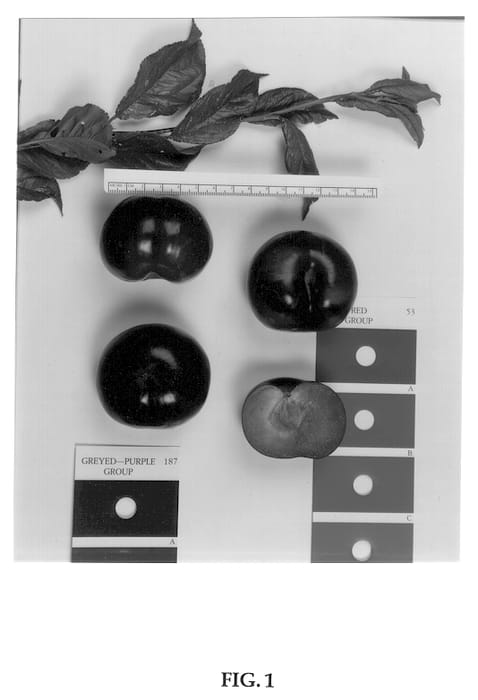 Figure 1 of US plant patent PP13167, the photograph of Suplumtwentythree printed in the patent.