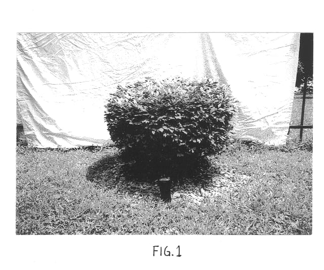 Figure 1 of US plant patent PP13168, the photograph of Odom printed in the patent.