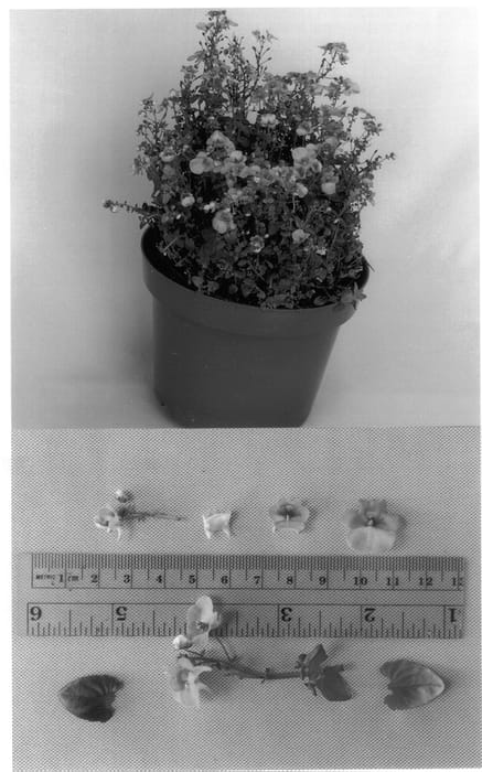 Figure 1 of US plant patent PP13169, the photograph of Codiap printed in the patent.