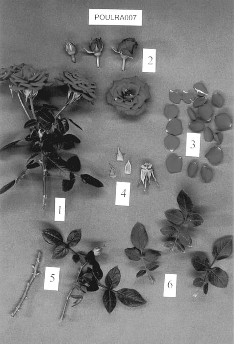 Figure 1 of US plant patent PP13170, the photograph of POULra007 printed in the patent.