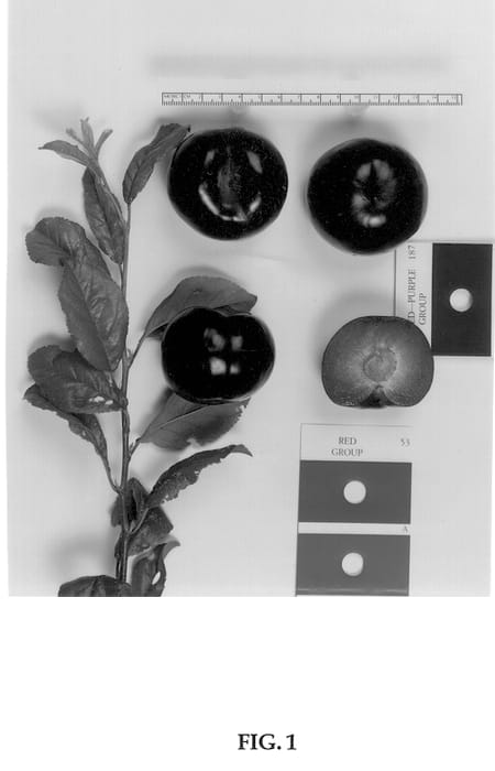Figure 1 of US plant patent PP13171, the photograph of Suplumtwentytwo printed in the patent.