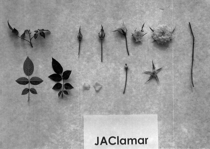 Figure 1 of US plant patent PP13172, the photograph of JAClamar printed in the patent.