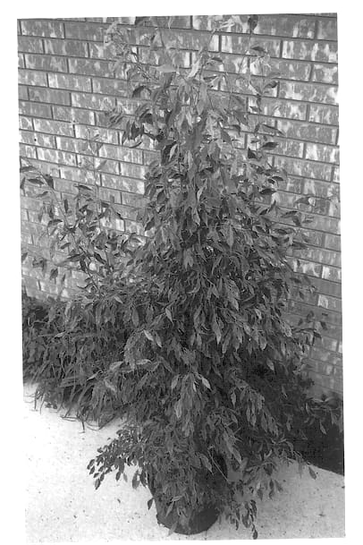 Figure 1 of US plant patent PP13173, the photograph of 000-G1 printed in the patent.