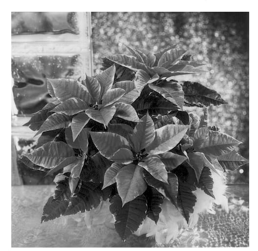 Figure 1 of US plant patent PP13174, the photograph of Fismarble Silver printed in the patent.