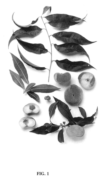 Figure 1 of US plant patent PP13175, the photograph of AgriPeachOne printed in the patent.