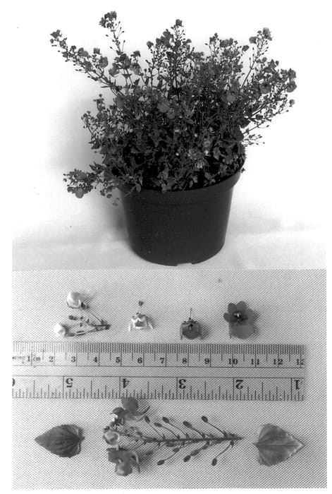 Figure 1 of US plant patent PP13176, the photograph of Codiared printed in the patent.