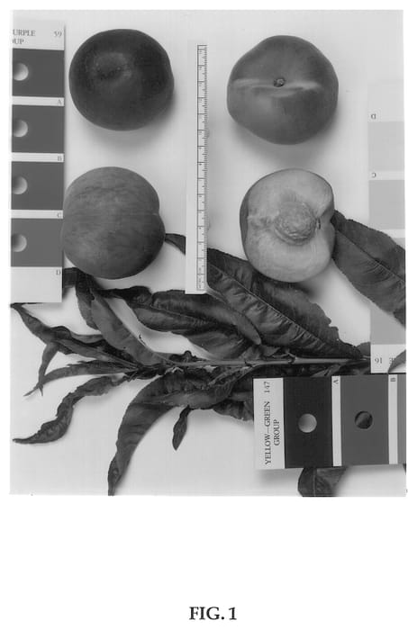 Figure 1 of US plant patent PP13177, the photograph of Supechfifteen printed in the patent.