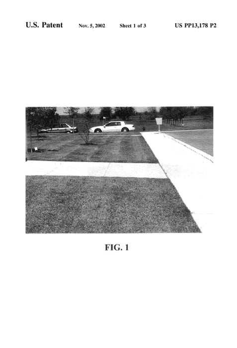 Figure 4 of US plant patent PP13178, the photograph of JaMur printed in the patent.