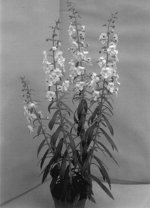 Figure 1 of US plant patent PP13179, the photograph of Anwhit printed in the patent.
