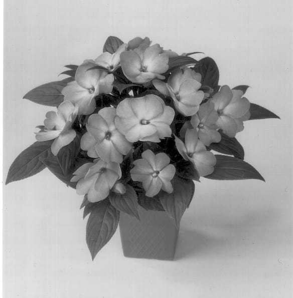 Figure 1 of US plant patent PP13180, the photograph of Balcebsafo printed in the patent.